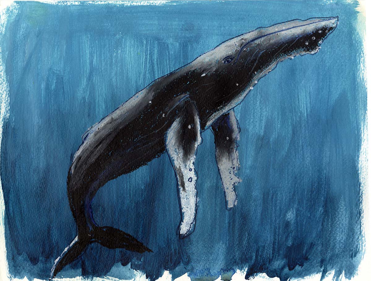 A blue whale