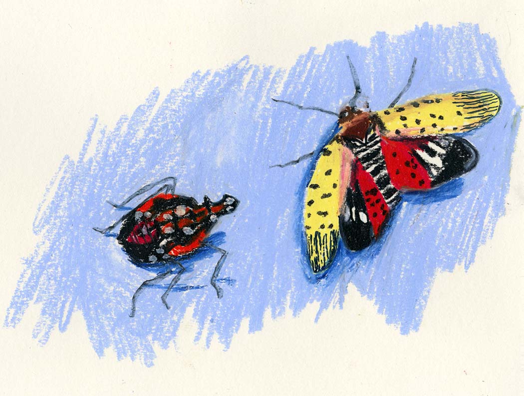 Spotted lanternflies in oil pastel